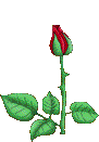 blooming rose