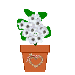spirit flower 5